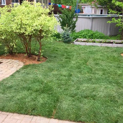 une-pelouse-verte-luxuriante-a-51ffbab9